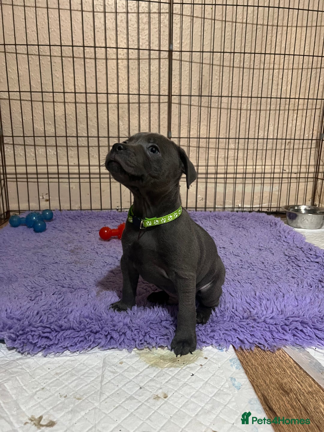 Staffordshire Bull Terrier dogs for sale: One girl left🩷 Staffordshire bull terrier pups - Image 11