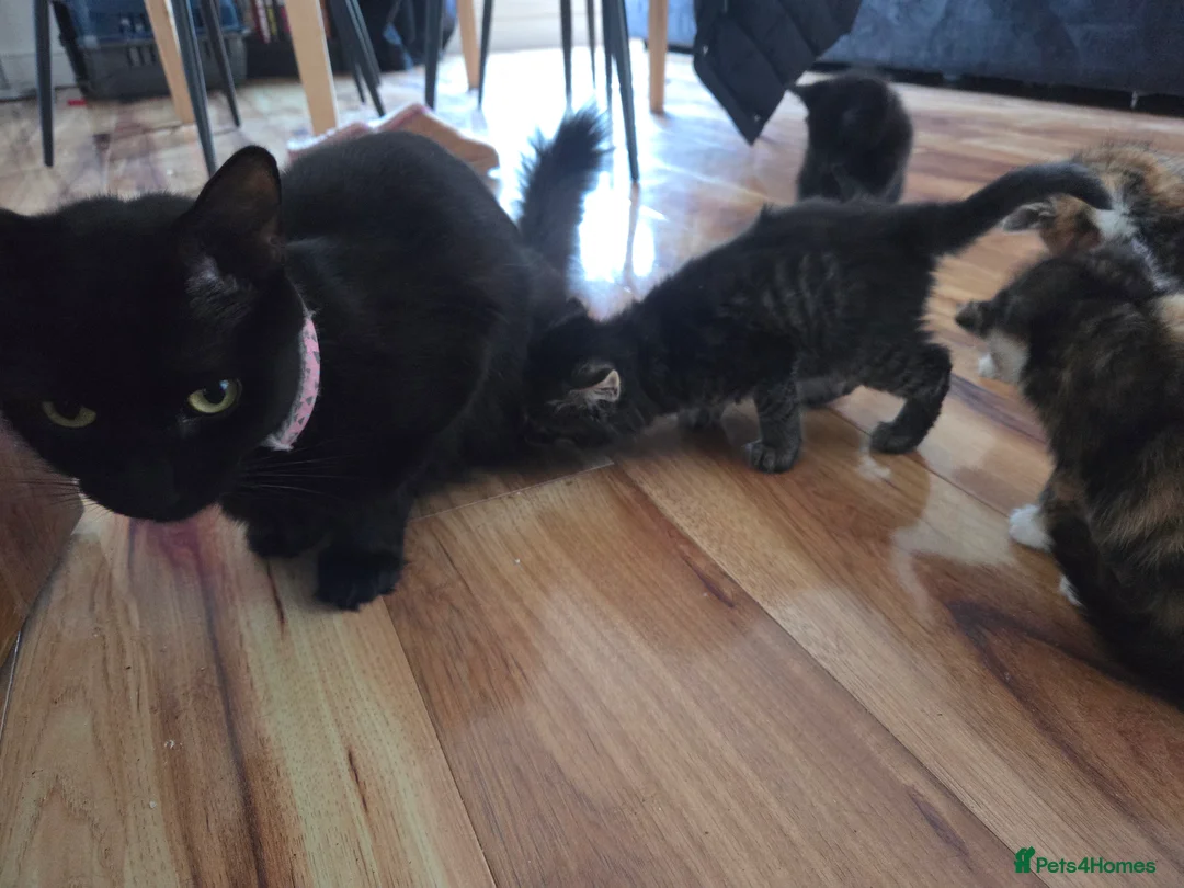 Mixed Breed cats for sale: Kittens for sale - Advert 39