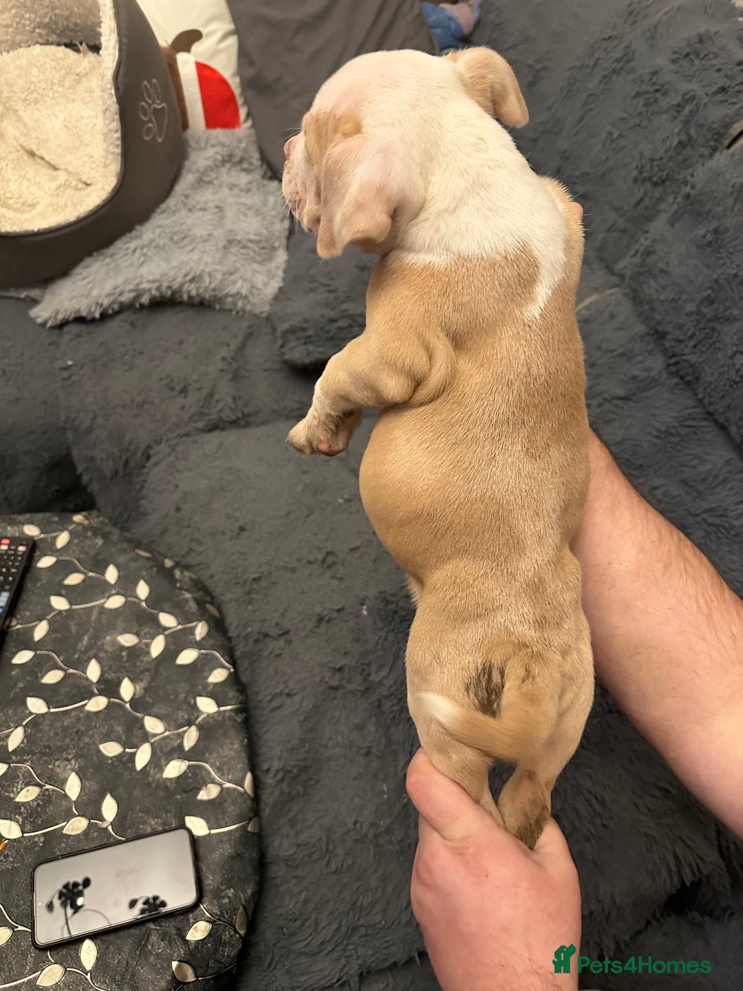 American Bully dogs for sale: ABKC REGISTERED Pocket Exotic/Extreme Bully PUPS! - Advert 20