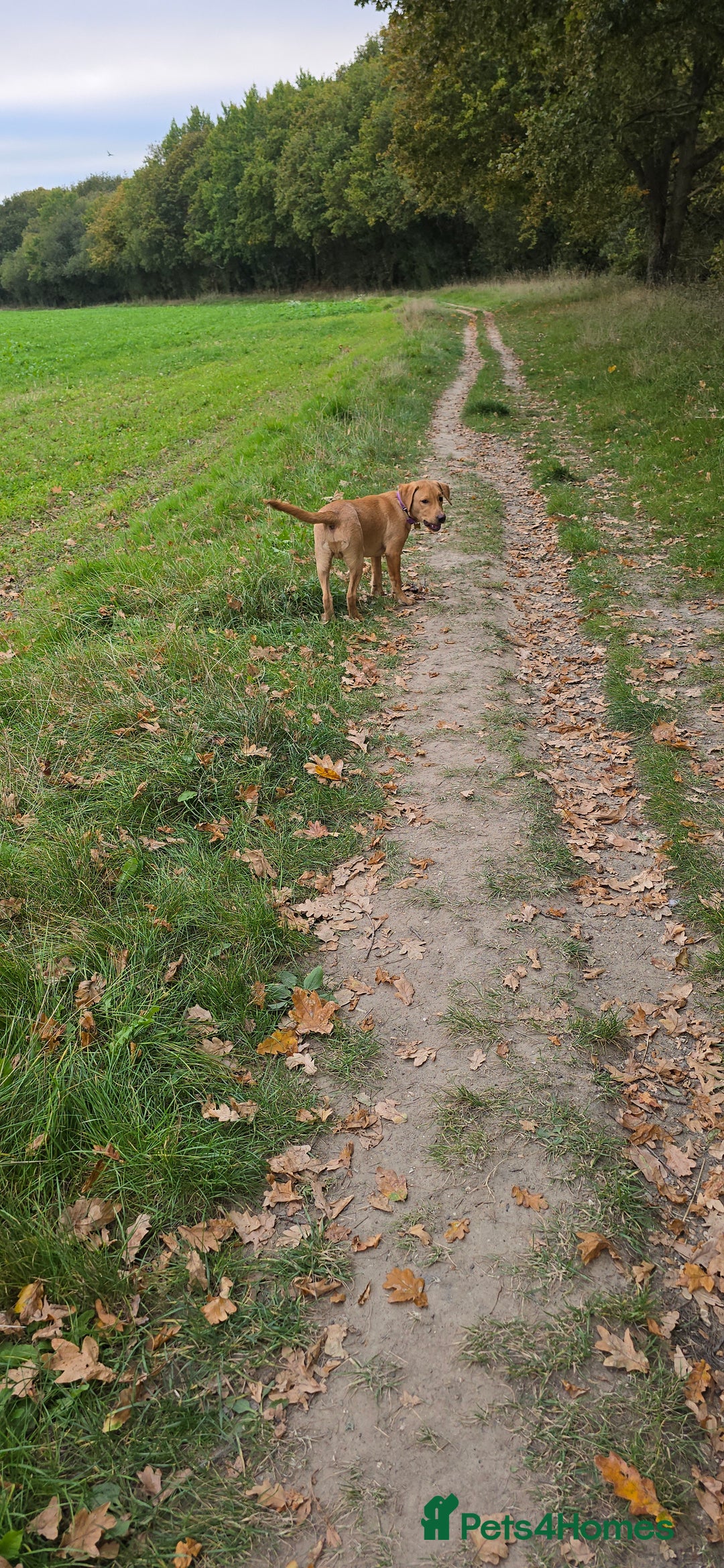 Labrador Retriever dogs for sale:  Wonderful KC registered Fox Red Labrador Puppy - Advert 17