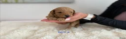 Cockapoo dogs for sale: Say Hello To Our Most Adorable Cockapoo Puppies - Advert 17