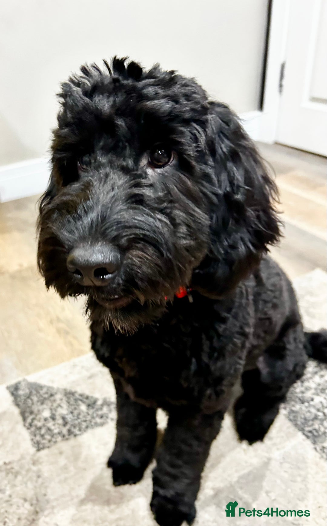 Cockapoo dogs for sale: Black Male Cockapoo Puppy - Advert 3