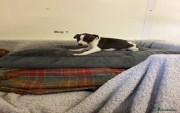 Whippet dogs for sale: Whippets  - Image 4