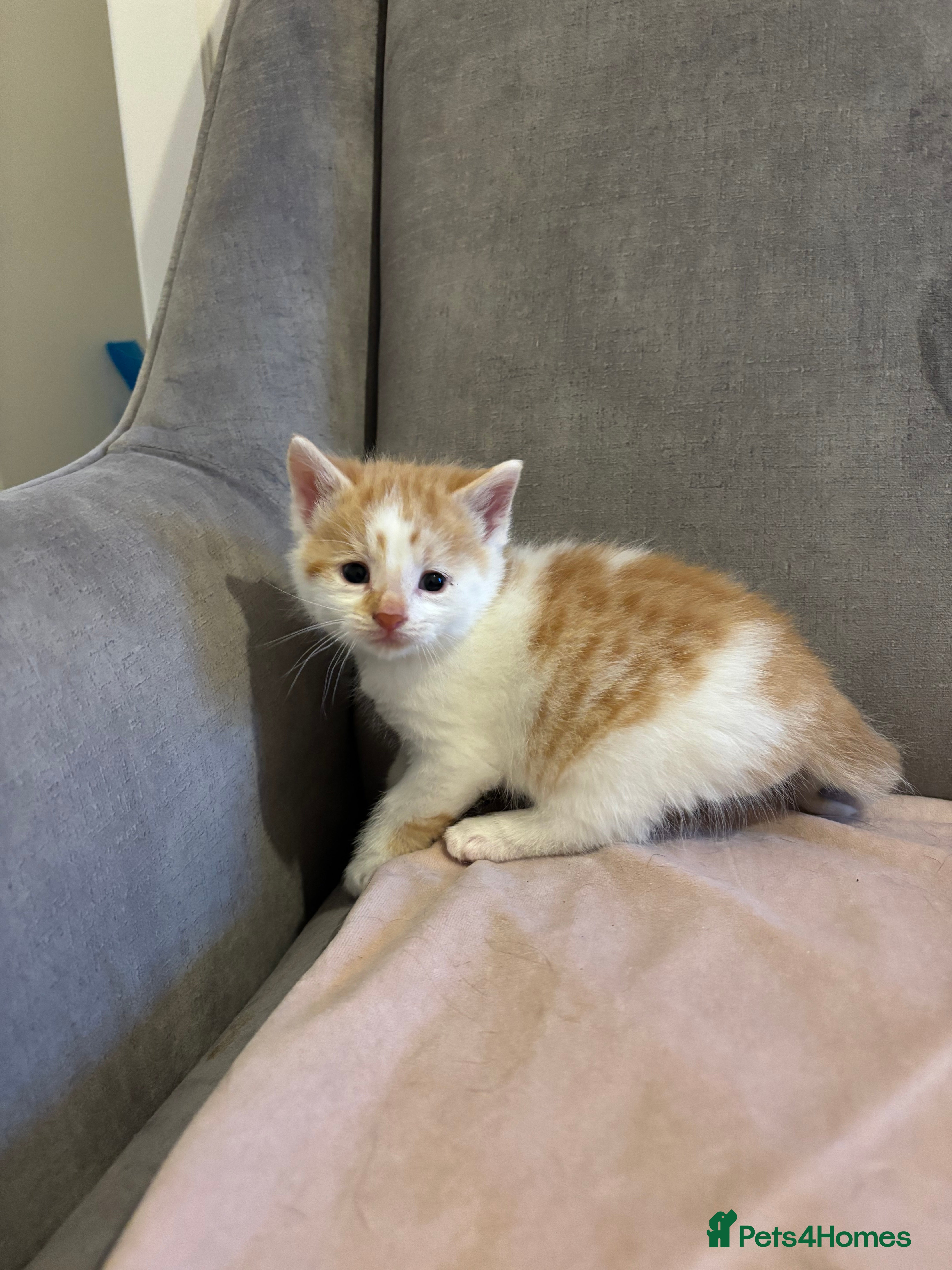 Mixed Breed cats Kittens stunning Mainecoon x bengal 2 left ❤️😊 - Advert 4