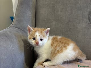 Mixed Breed cats Kittens stunning Mainecoon x bengal 2 left ❤️😊 - Advert 4