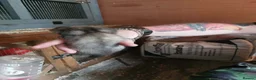 Ferret rodents for sale: Ferret Kits for sale - Advert 13