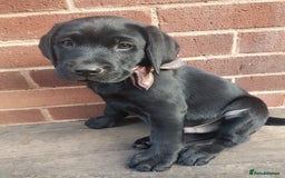 Labrador Retriever dogs for sale: KC Registered Labrador puppies  - Image 31