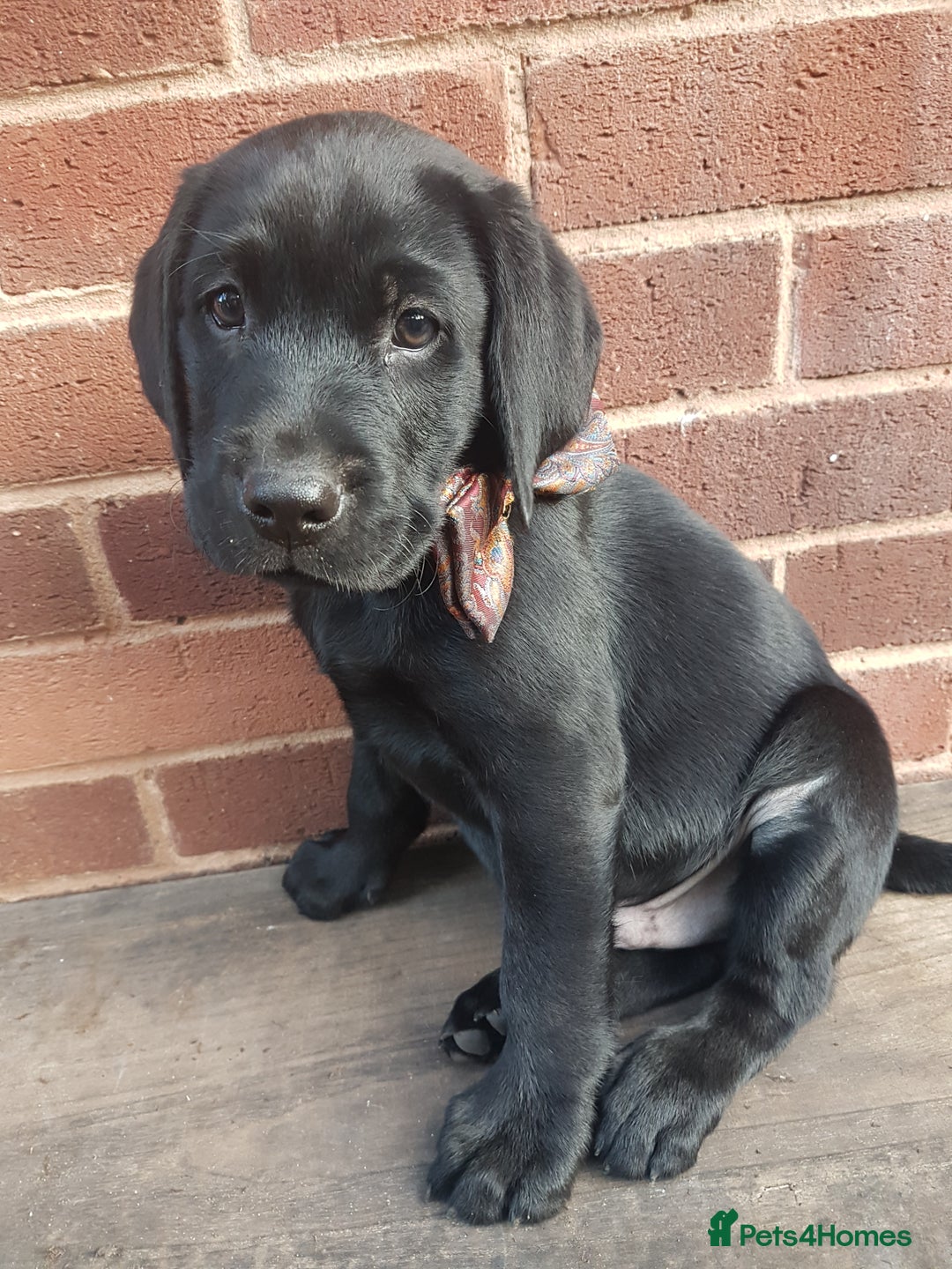 Labrador Retriever dogs for sale: KC Registered Labrador puppies  - Image 31