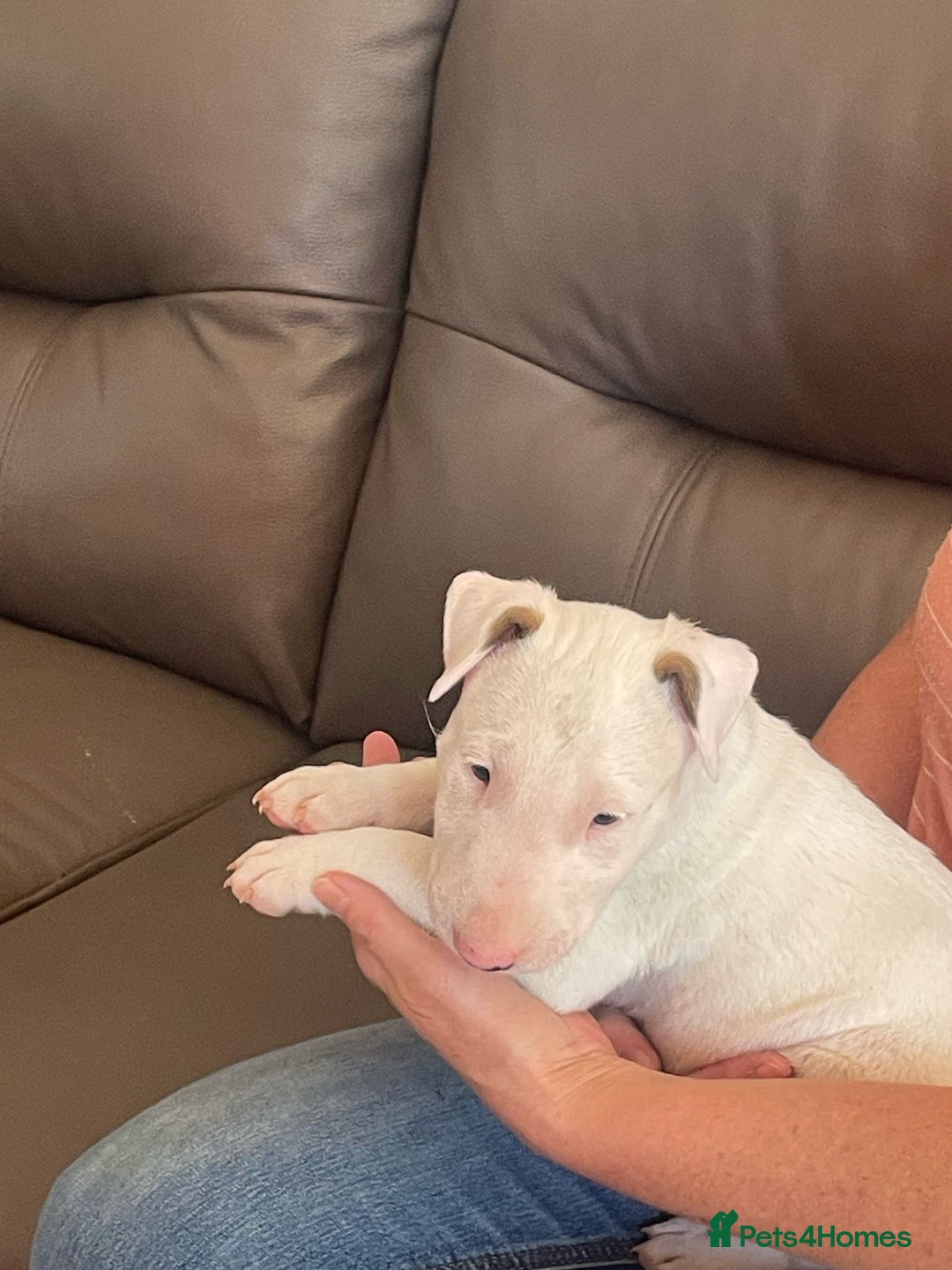 English Bull Terrier dogs for sale: English bull terrier  - Image 8