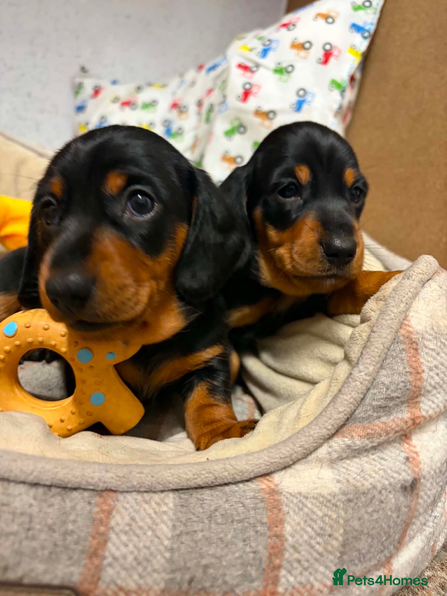 Miniature Dachshund dogs Miniature daschund puppies - Advert 8