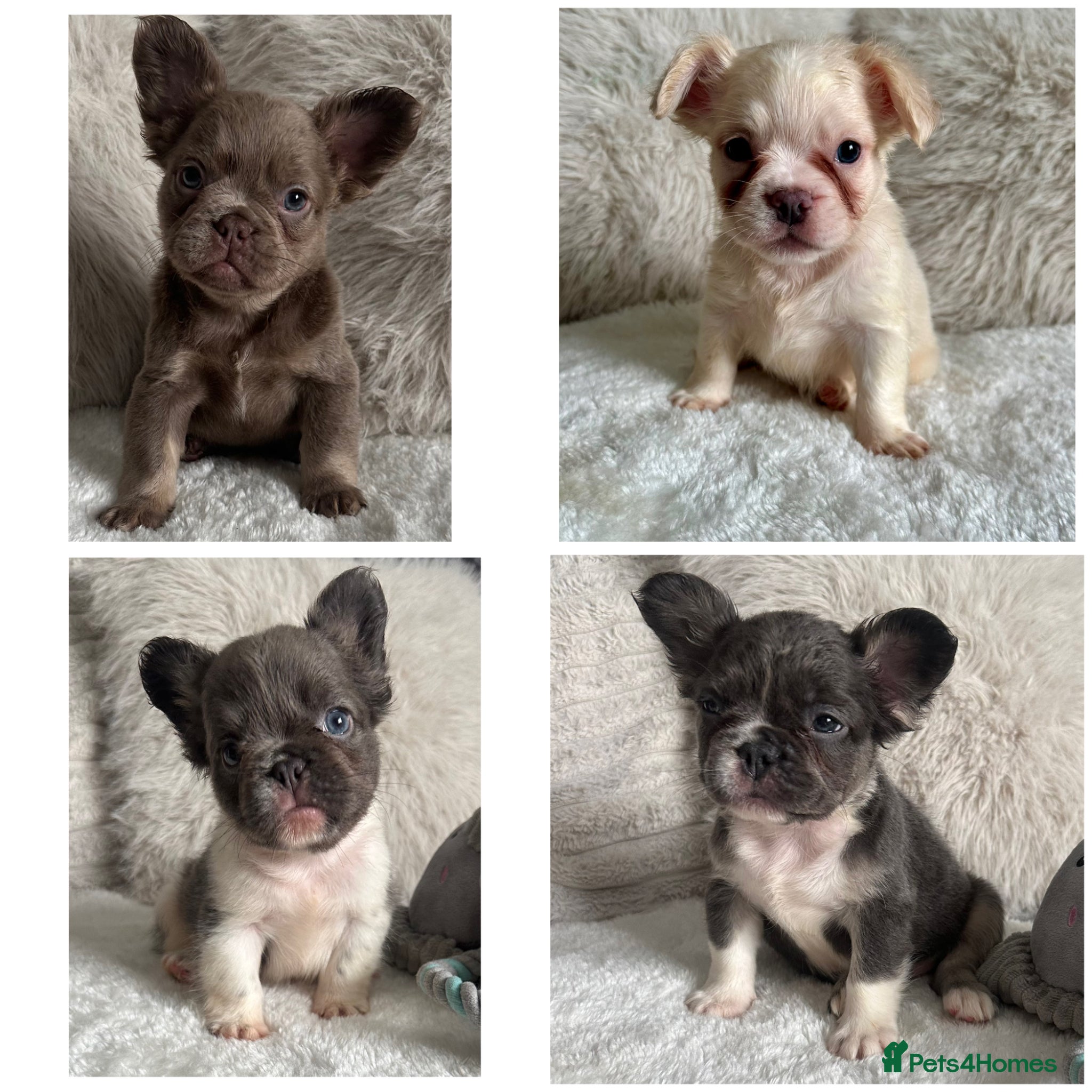 French Bulldog dogs READY TO LEAVE Visual Fluffy French Bulldogs🐻 - Advert 5