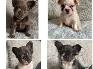 French Bulldog dogs READY TO LEAVE Visual Fluffy French Bulldogs🐻 - Advert 8