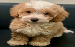 Maltipoo dogs for sale: Adorable F1 Maltipoo Puppies - Image 6
