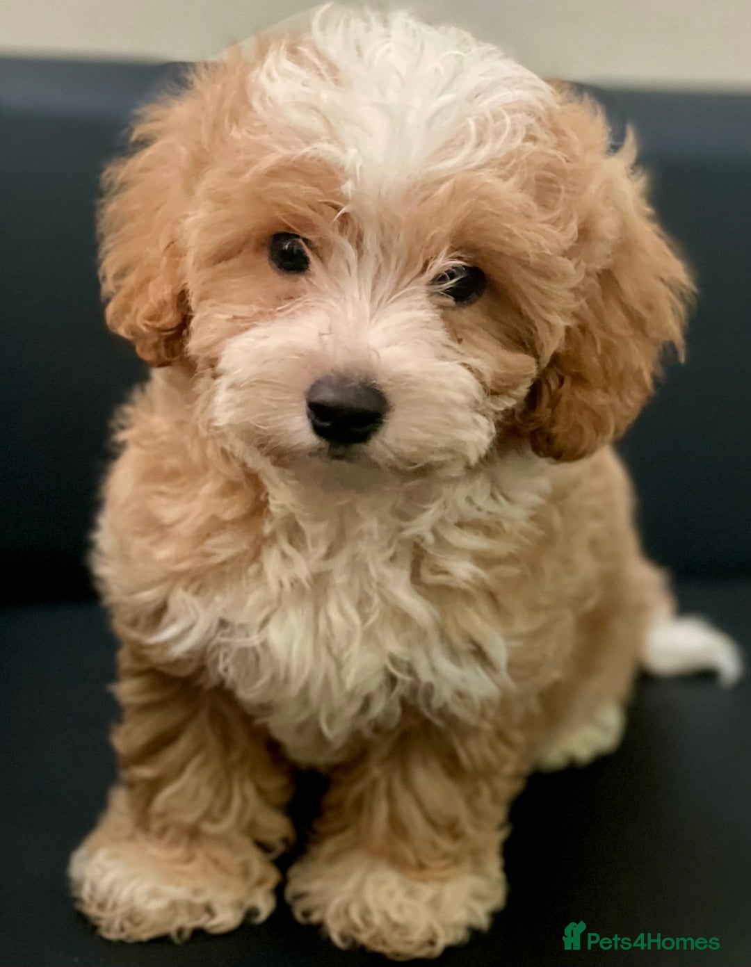 Maltipoo dogs for sale: Adorable F1 Maltipoo Puppies - Image 6