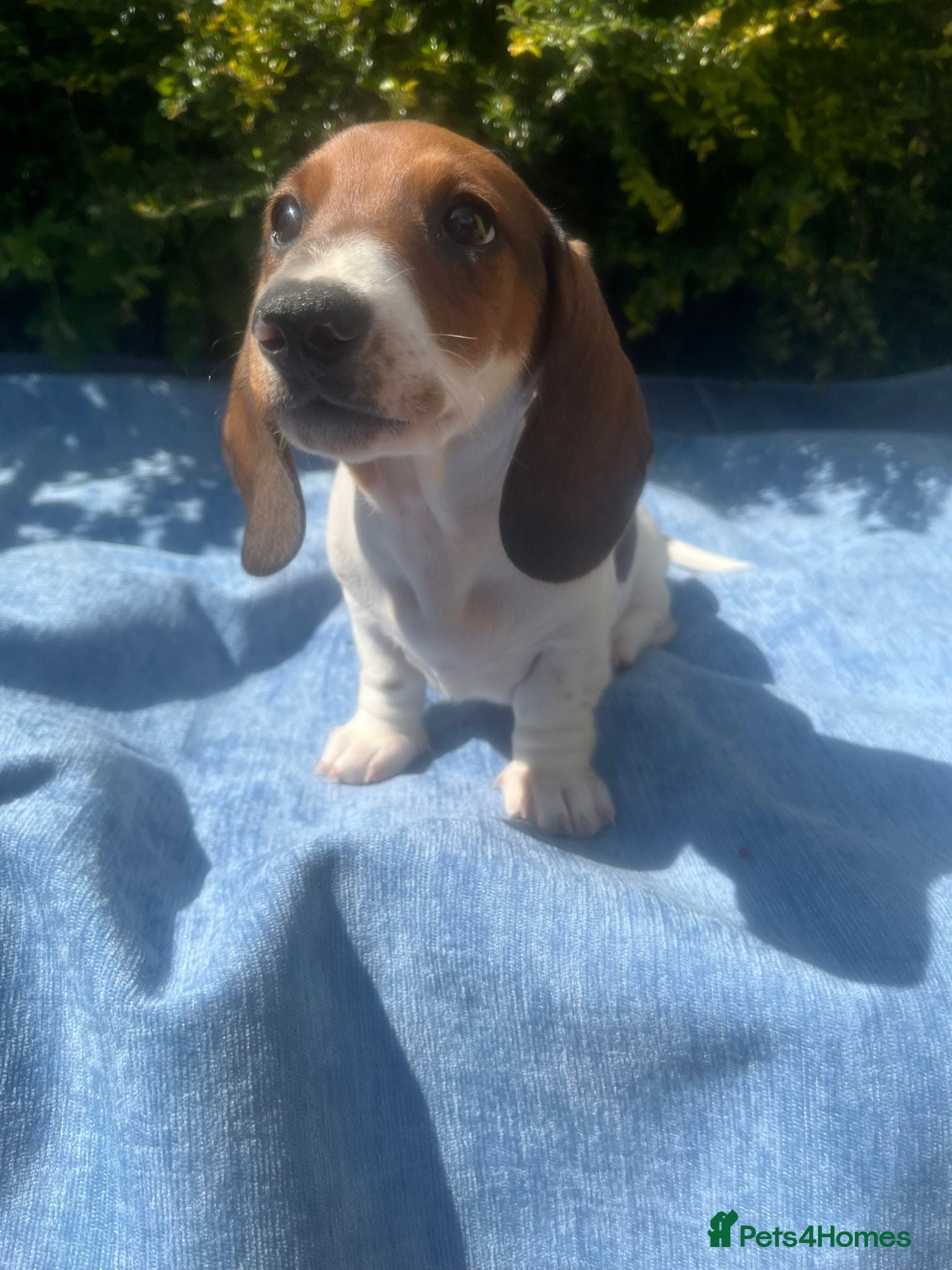 Miniature Dachshund dogs Beautiful Pedigree Miniature Dachshunds - Advert 1