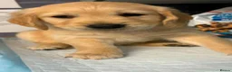 Golden Retriever dogs for sale: Chunky KC Golden Retriever Puppies - Advert 20