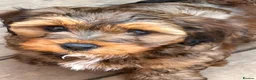 Mixed Breed dogs for sale: Havatoodle Pups - Advert 1