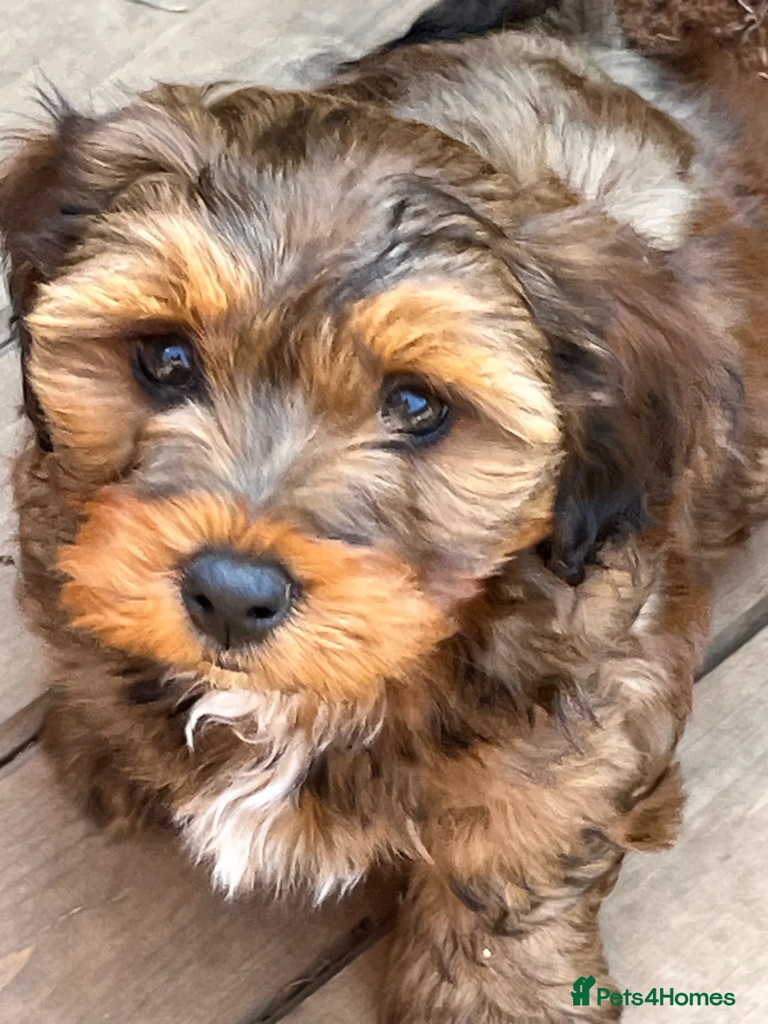 Mixed Breed dogs for sale: Havatoodle Pups - Advert 1