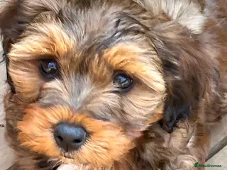 Mixed Breed dogs Havatoodle Pups - Advert 2