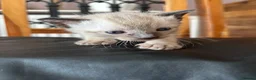 Siamese cats for sale: *female avaliable!* 5 Stunning Siamese Kittens - Advert 16