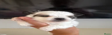 Chorkie 2
