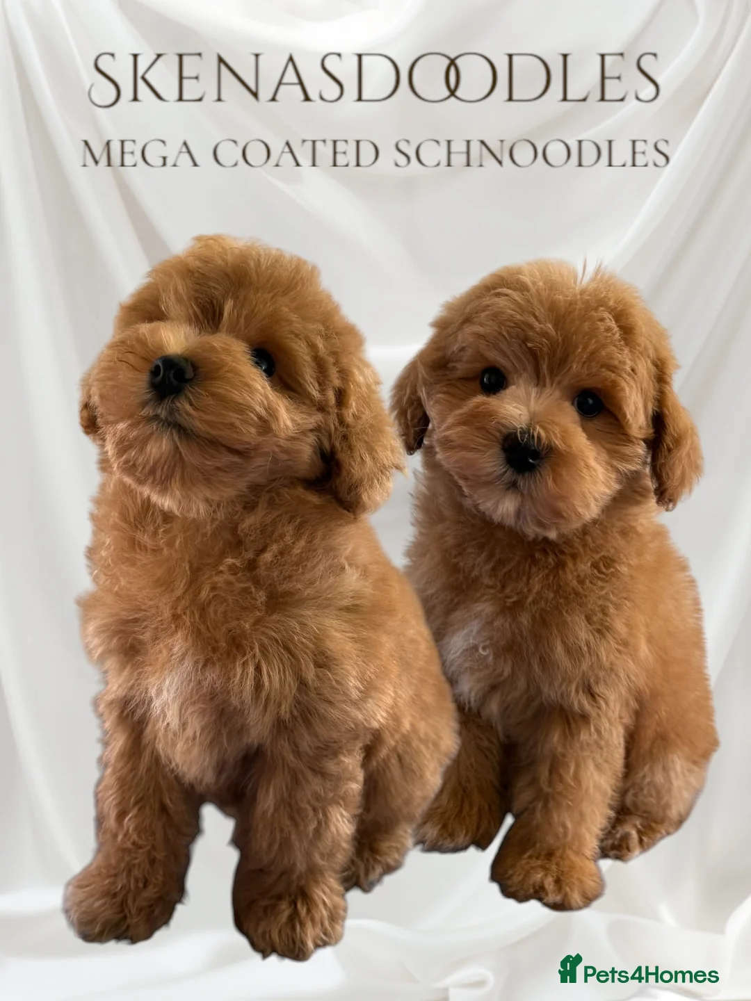 Schnoodle dogs for sale: F1 Toy Mega Coat Schnoodles - Advert 11