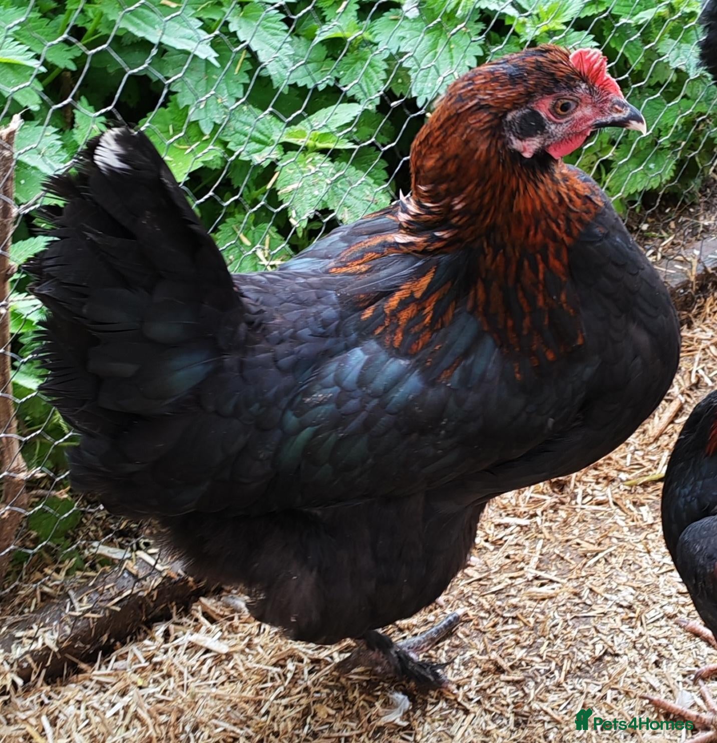 Chickens poultry Chickens - point of lay hens for sale  - Advert 1