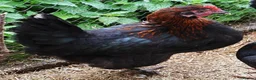Chickens poultry for sale: Chickens - point of lay hens for sale  - Advert 1