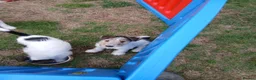 Fox Terrier dogs for sale: KC Wire haired fox terrier pups based in Kent - Advert 12