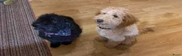 Mixed Breed dogs for sale: Gorgeous poodle puppies - Advert 11