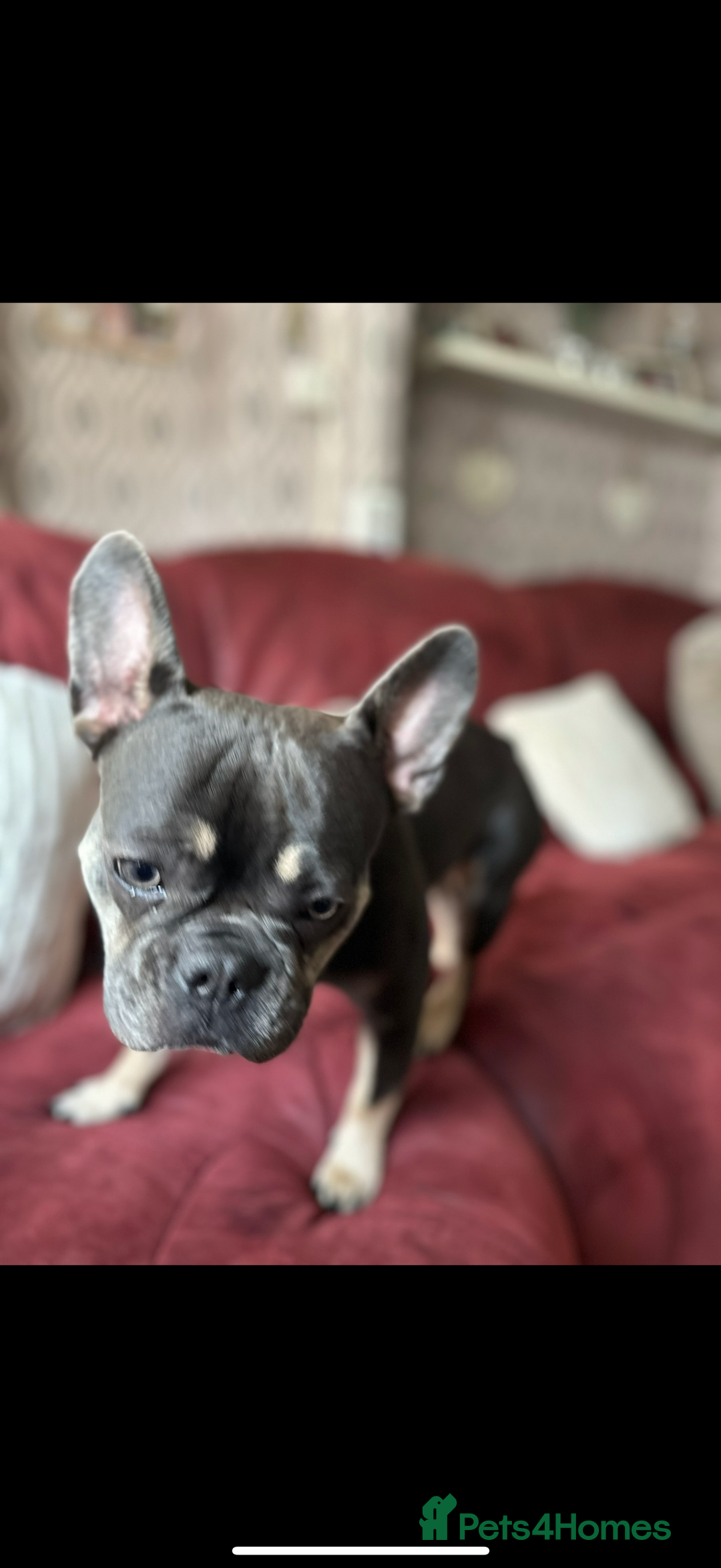 French Bulldog dogs for sale: LaCie  - Image 4