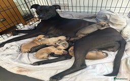Lurcher dogs for sale: Lurcher puppy - Image 3