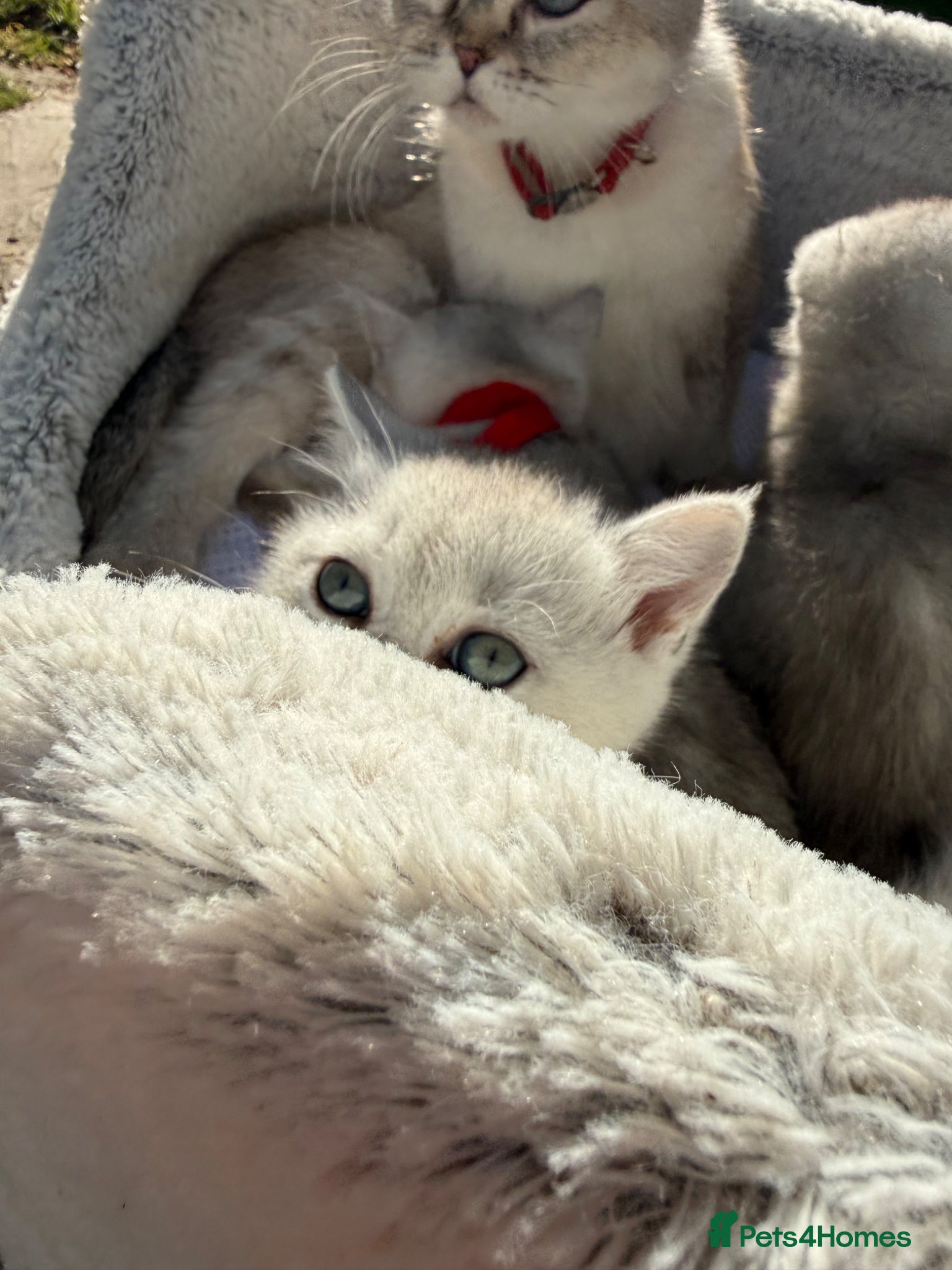 Scottish Fold cats for sale: Scottish Stright  - Advert 5