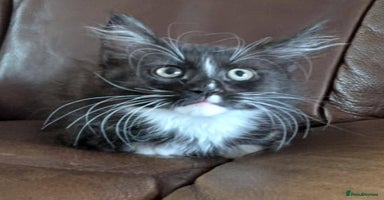 Maine Coon cats - Advert 7