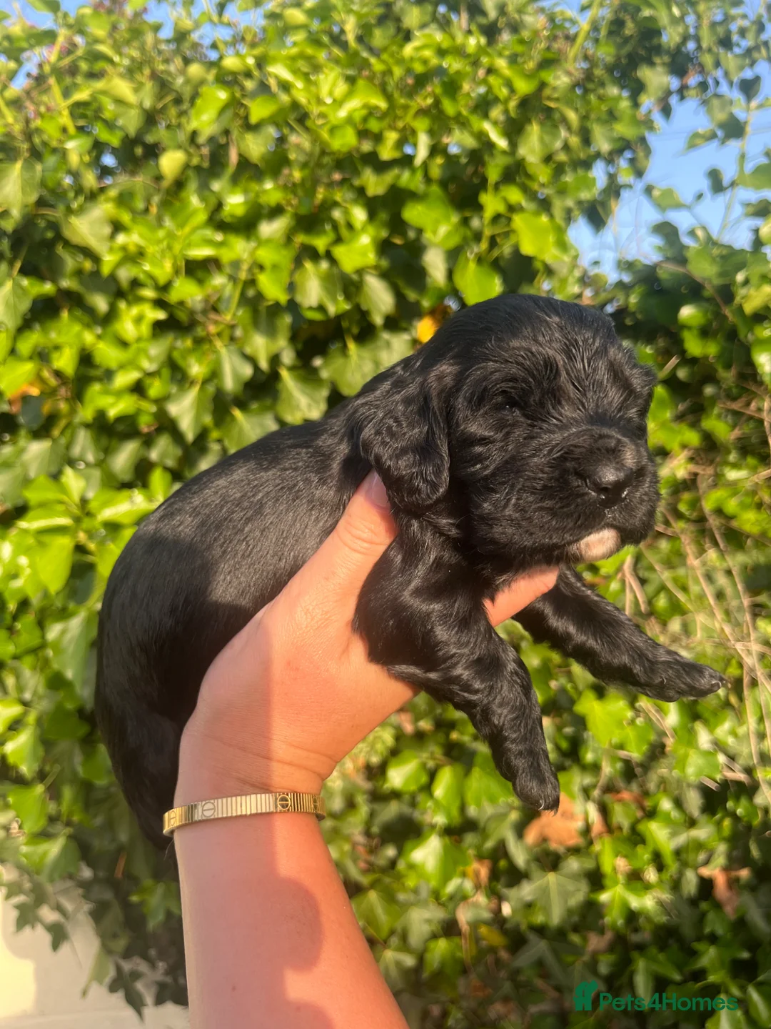 Cocker Spaniel dogs for sale: Outstanding cocker spaniel puppies - Advert 39
