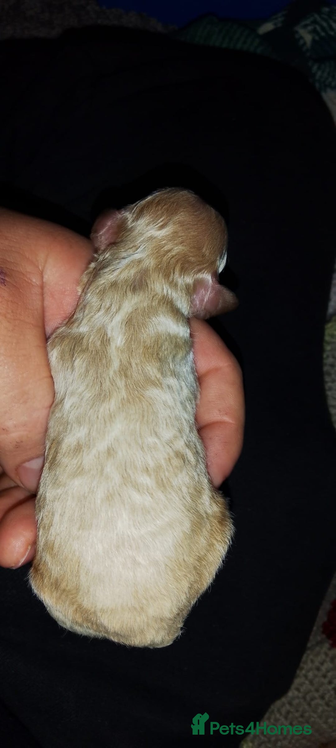 Shihpoo dogs for sale: Shihpoo x kc registered toy poodle  - Image 16