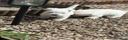 West Highland Terrier dogs for sale: WEST HIGHLAND TERRIER PUPPIES - Advert 8