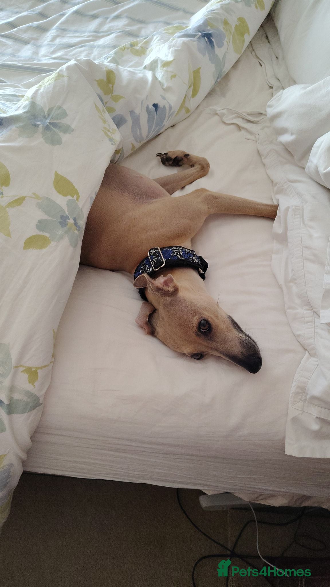 Italian Greyhound dogs 3/4 Italian Greyhound & 1/4 Whippet Puppies - Advert 2