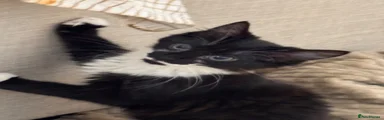 Mixed Breed Kitten 4