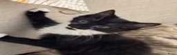 Mixed Breed cats for sale: Beautiful part ragdoll kittens - Advert 9