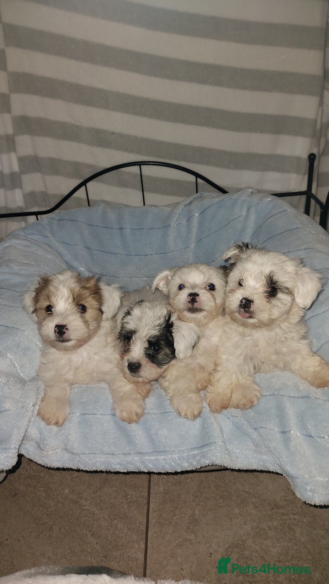 Yorkshire Terrier dogs for sale: Yorkshire terrier biewer  - Image 3