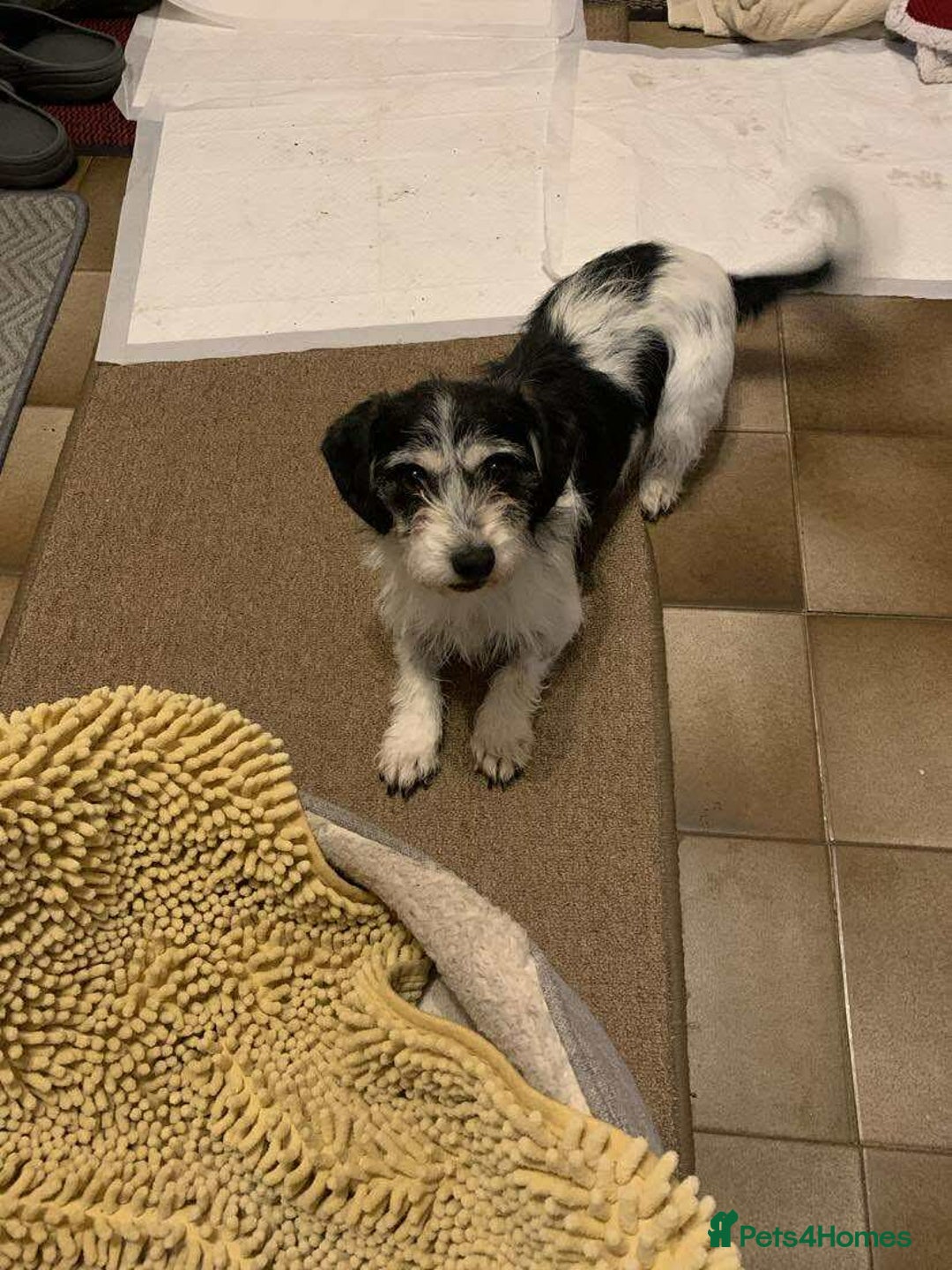 Mixed Breed dogs for adoption: ARIEL - FOR ADOPTION  - Advert 2