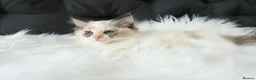 Ragdoll cats for sale: Gorgeous Ragdoll Babies - Advert 8