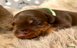 Dobermann dogs for sale: KC REGISTERED HEALTH TESTED DOBERMAN PUPS - Image 25