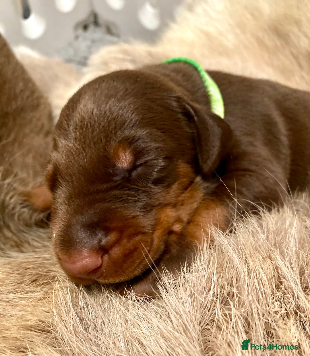 Dobermann dogs for sale: KC REGISTERED HEALTH TESTED DOBERMAN PUPS - Image 25