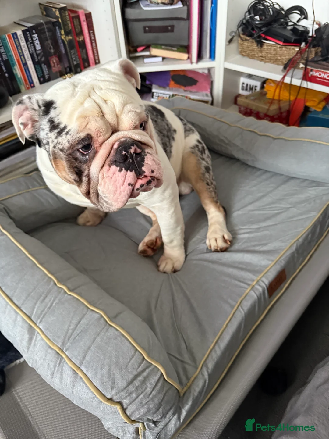 English Bulldog dogs for sale: Reggie looking for 5 star home  - Advert 25