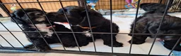 Cockapoo dogs for sale: FB1 Cockapoos in Weston-super-Mare - Advert 13
