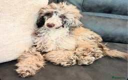 Miniature Poodle dogs for sale: Merle poodle baby - Image 5
