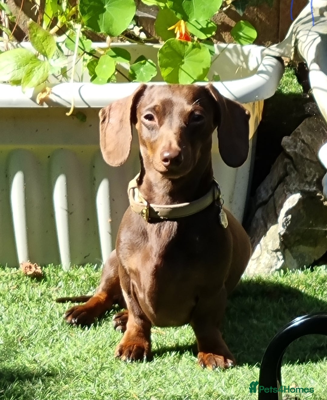 Miniature Dachshund dogs for stud: Mini smooth haired  - Image 2