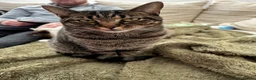 Domestic Shorthair cats for sale: Family cat for rehoming in Hastings - Advert 6